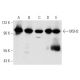 MSH2 Antibody (D-9) - Western Blotting - Image 345984