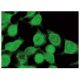 MSH2 Antibody (E-7) - Immunofluorescence - Image 142810
