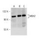 MSH2 Antibody (E-7) - Western Blotting - Image 142562 