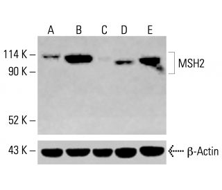 MSH2 Antibody (G-7) - Western Blotting - Image 414787 