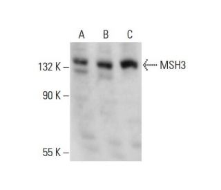 MSH3 Antibody (B-4) - Western Blotting - Image 128907 