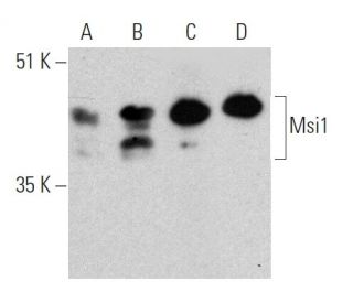 Msi1 Antibody (69-Q) - Western Blotting - Image 368270 