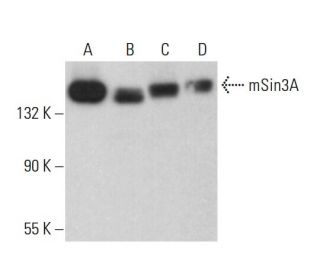 mSin3A Antibody (G-11) - Western Blotting - Image 380017 