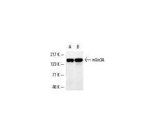 mSin3A Antibody (G-11) - Western Blotting - Image 1123