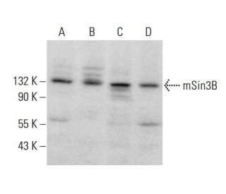 mSin3B Antibody (H-5) - Western Blotting - Image 383229 