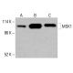 MSK1 抗体 (F-4):sc-518173。HeLa (A)、K-562 (B) 和 HCT-116 (C) 全细胞裂解液中 MSK1 表达的 Western blot 分析。所用检测试剂:m-IgGκ BP-HRP:sc-516102。 MSK1 Antibody (F-4) - Western Blotting - Image 416483