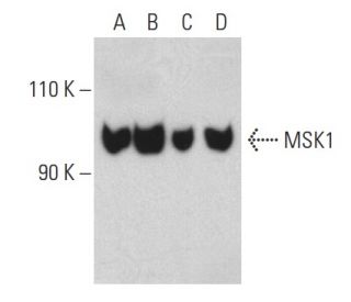 MSK1 Antibody (F-4) - Western Blotting - Image 399468Each CRISPR/Cas9 Knockout (KO) Plasmid product consists of a pool of 3 plasmids designed to ensure identification and cleavage of a specific gene for maximum knockout efficiency. Each plasmid encodes a unique 20 nt sequence derived from the GeCKO (v2) library.