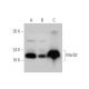 MsrB2 Antibody (B-12) - Western Blotting - Image 344068 