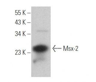 Msx-2 Antibody (B-2) - Western Blotting - Image 369802 