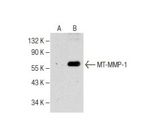 MT-MMP-1 (C-7): sc-377097. Western blot analysis of MT-MMP-1 expression in non-transfected: sc-117752 (A) and human MT-MMP