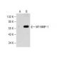 MT-MMP-1 (C-7): sc-377097. Western blot analysis of MT-MMP-1 expression in non-transfected: sc-117752 (A) and human MT-MMP