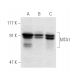MTA1 Antibody (A-11) - Western Blotting - Image 1377 