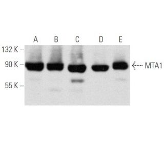 MTA1 Antibody (E-12) - Western Blotting - Image 354745 