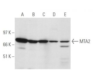 MTA2 Antibody (F-9) - Western Blotting - Image 14773 