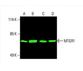 MTGR1 Antibody (B-7) - Western Blotting - Image 394734 