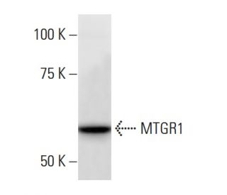 MTGR1 Antibody (CBF5I134) - Western Blotting - Image 16702 