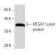 MTGR1 Antibody (CBF5I134) - Western Blotting - Image 16701