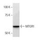 MTGR1 Antibody (CBF5I134) - Western Blotting - Image 16702 