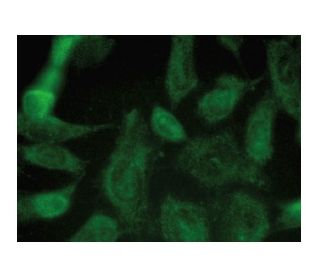 MTH1 Antibody (A-11) - Immunofluorescence - Image 149288 