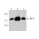 MTH1 Antibody (H-1) - Western Blotting - Image 130317 