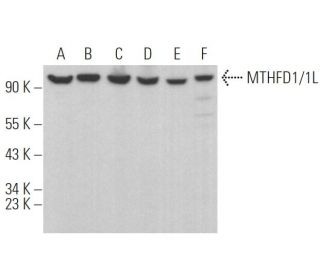 MTHFD1/1L Antibody (D-9) - Western Blotting - Image 374945 