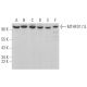 MTHFD1/1L Antibody (D-9) - Western Blotting - Image 374945 