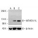 MTHFD1/1L Antibody (D-9) - Western Blotting - Image 414821