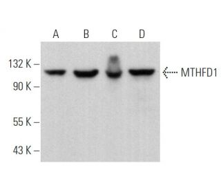 MTHFD1 Antibody (C-3) - Western Blotting - Image 375002 