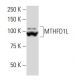 MTHFD1L Antibody (6C7) - Western Blotting - Image 34158