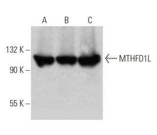 MTHFD1L Antibody (D-7) - Western Blotting - Image 358679 
