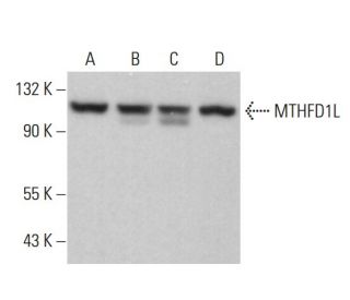 MTHFD1L Antibody (D-7) - Western Blotting - Image 379011