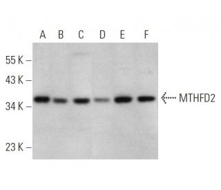 MTHFD2 Antibody (D-4) - Western Blotting - Image 344293