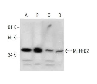 MTHFD2 Antibody (E-8) - Western Blotting - Image 289567 