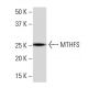 MTHFS Antibody (YZ-M) - Western Blotting - Image 33936