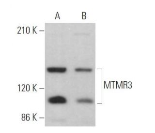 MTMR3 Antibody (C-4) - Western Blotting - Image 368393 