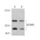 MTMR3 Antibody (C-4) - Western Blotting - Image 368393 