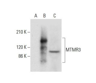 MTMR3 Antibody (G-2) - Western Blotting - Image 303906