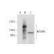 MTMR3 Antibody (G-2) - Western Blotting - Image 303906