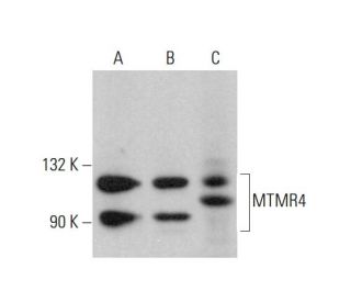 MTMR4 Antibody (D-5) - Western Blotting - Image 384371 