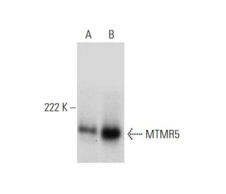 MTMR5 Antibody (B-3) - Western Blotting - Image 296996 