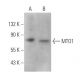 MTO1 Antibody (A-8) - Western Blotting - Image 375008