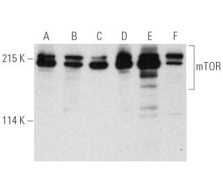 mTOR Antibody (30) - Western Blotting - Image 390045Each CRISPR/Cas9 Knockout (KO) Plasmid product consists of a pool of 3 plasmids designed to ensure identification and cleavage of a specific gene for maximum knockout efficiency. Each plasmid encodes a unique 20 nt sequence derived from the GeCKO (v2) library. 