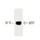 MTP Antibody (8) - Western Blotting - Image 60368