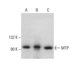 MTP Antibody (8) - Western Blotting - Image 386073 