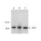 MTP Antibody (8) - Western Blotting - Image 386073 