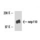 mtp110 Antibody (2G2) - Western Blotting - Image 15577