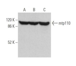 mtp110 Antibody (2G2) - Western Blotting - Image 374424 