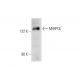 MtRPOL Antibody (B-1) - Western Blotting - Image 143606 