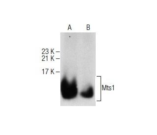 Mts1 Antibody (A-7) - Western Blotting - Image 281224 