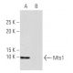 Mts1 Antibody (X9-7) - Western Blotting - Image 34160